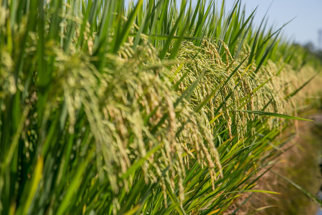 Confirmado o embarque de 25 mil toneladas de arroz para o México