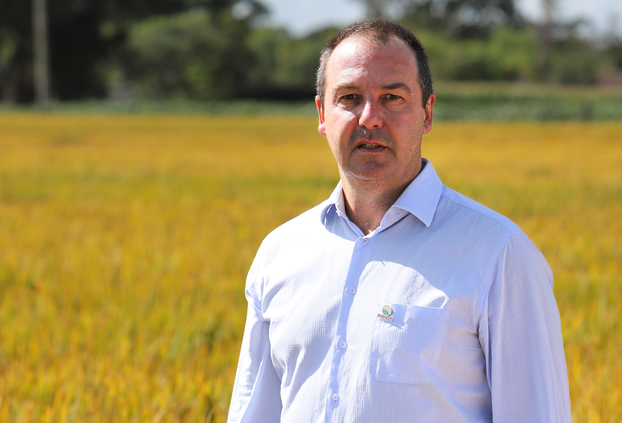 Área do arroz terá queda de 10% e produtividade compensará parte da redução