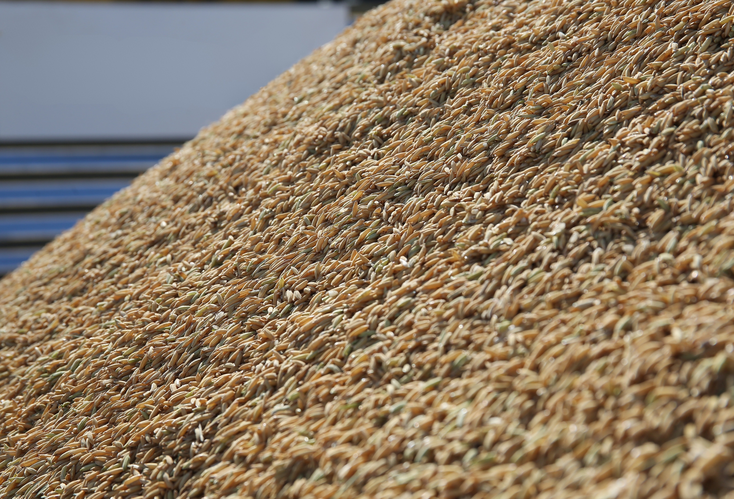 Exportação de arroz requer atenção a requisitos de qualidade e prazos de pagamento