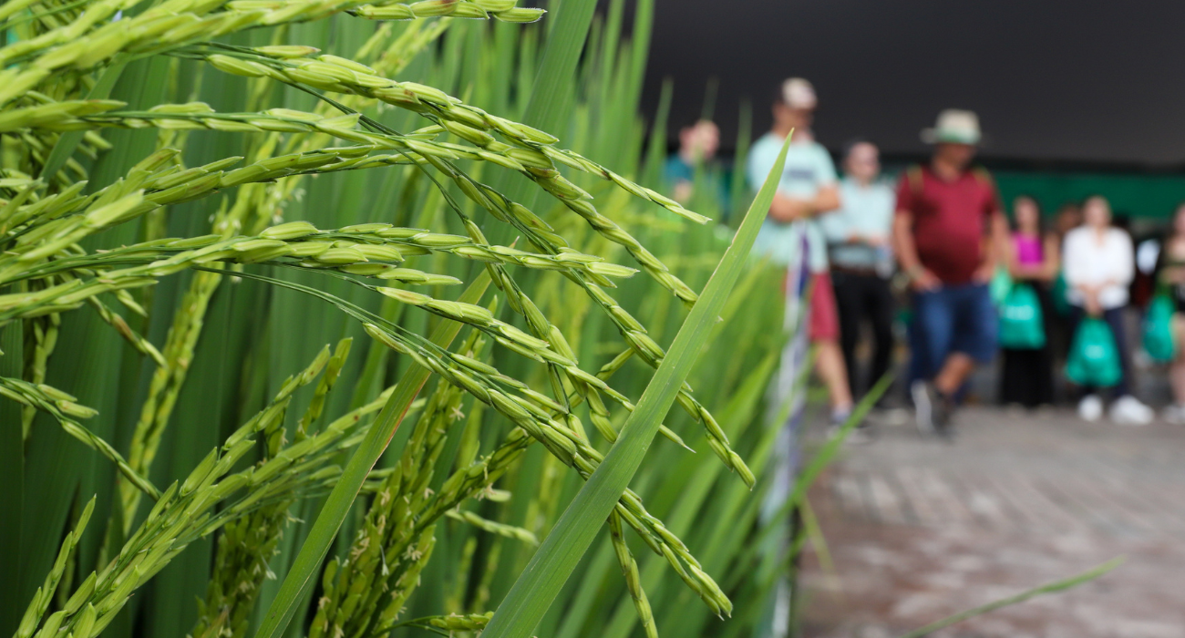 Abertas inscrições para a 36ª Abertura Oficial da Colheita do Arroz e Grãos em Terras Baixas