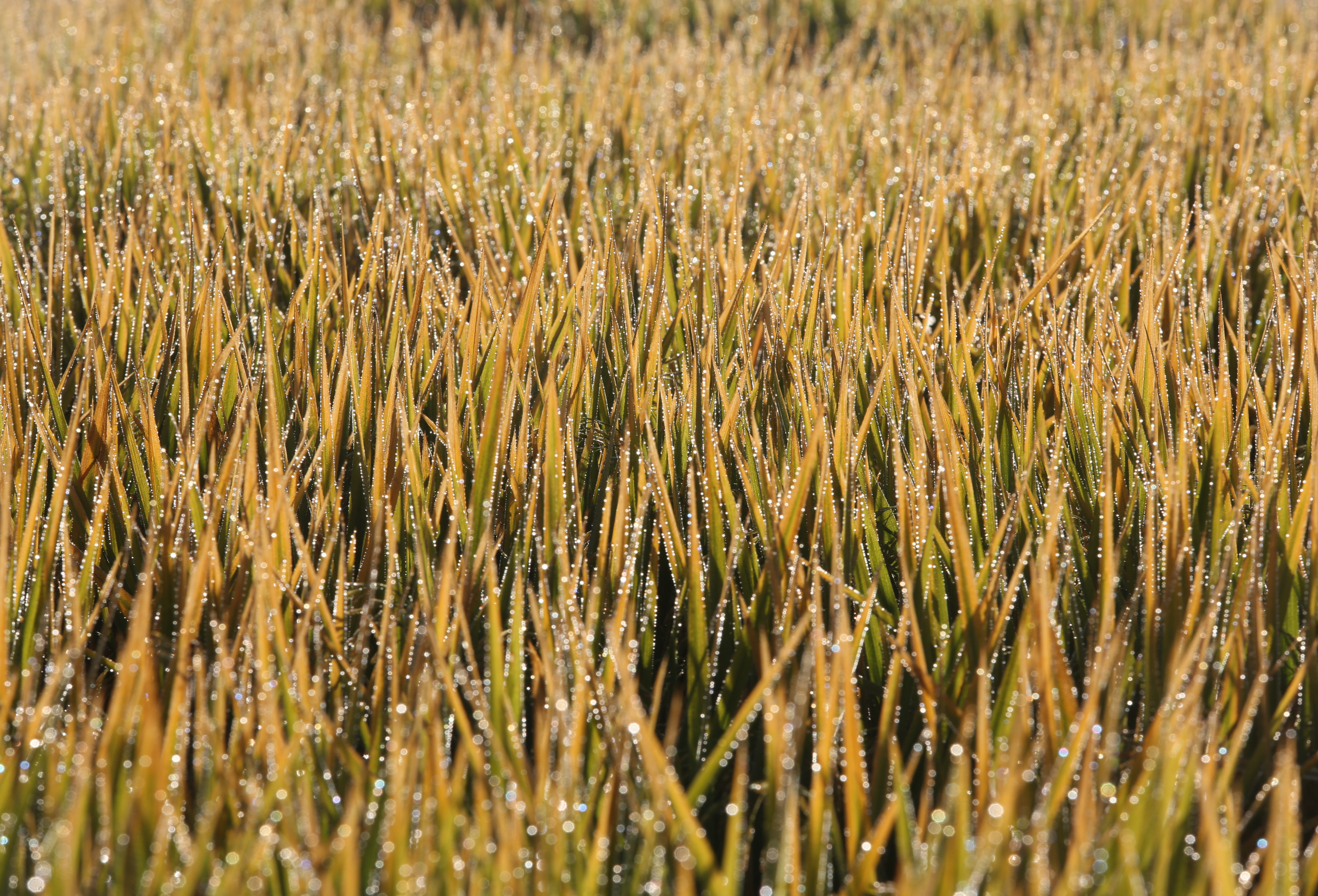 Arroz para exportação alcança R$ 90 por saca após retomada das compras